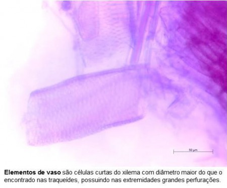 Macerado de Caesalphinia sp- aumento 40x.